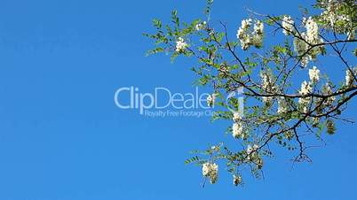 flowering acacia