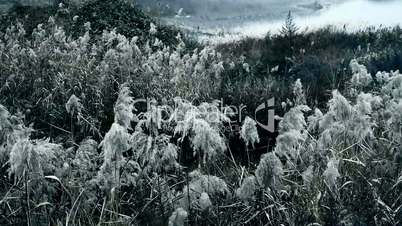 river reeds in wind,shaking wilderness,Black and white style.