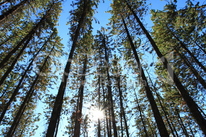 Pine Trees with Sun