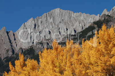 Autumn Poplar Trees and Mountains