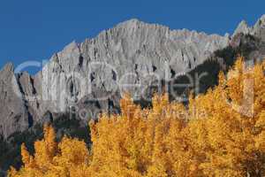 Autumn Poplar Trees and Mountains