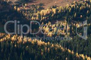 Autumn Alpine Larch Trees