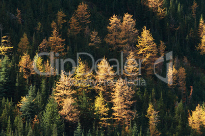 Autumn Alpine Larch Trees