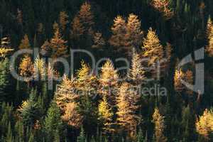 Autumn Alpine Larch Trees