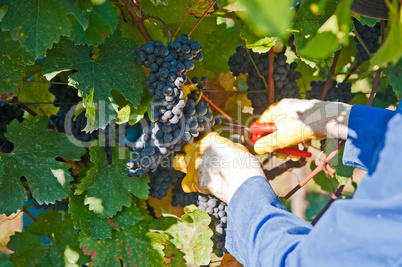 Worker in the Vineyard