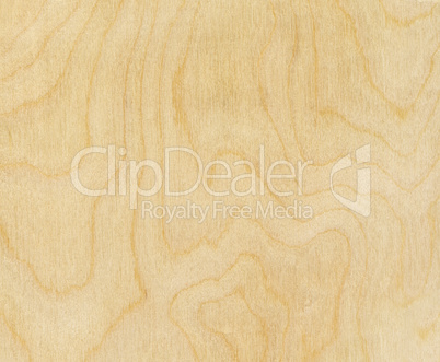 birch wood texture