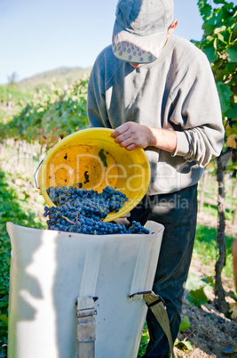 Worker in a Vineyard