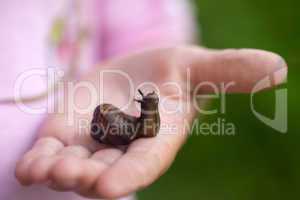small snail on child hand