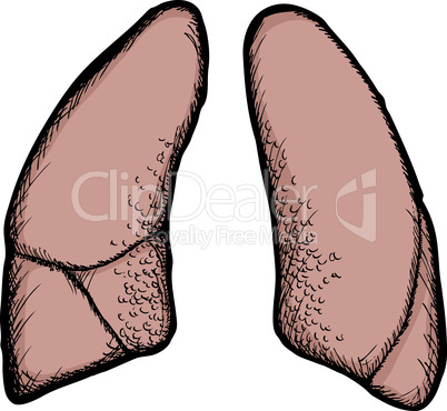 Lungs