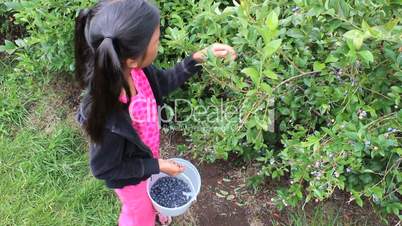 Girl Picking Fresh Blueberries