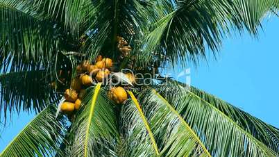 Coconut palm