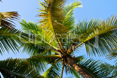 Kokospalme, Coconut palm