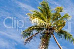 Kokospalme, Coconut palm