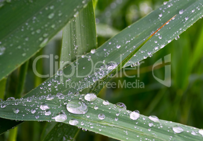 Morning dew on leaves