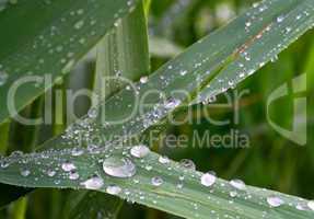 Morning dew on leaves