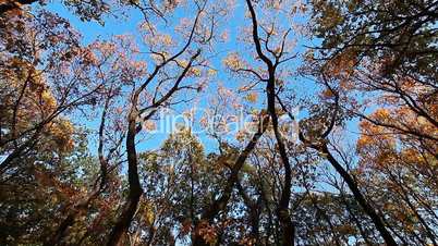 autumn forest