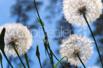 Dandelions in forest