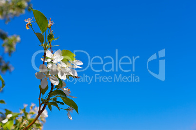 picture of apple flower on a light blue background