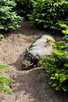 Schwein zwischen Tannen