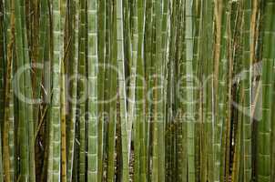 Stems of a bamboo forest
