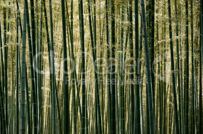 Bamboo forest