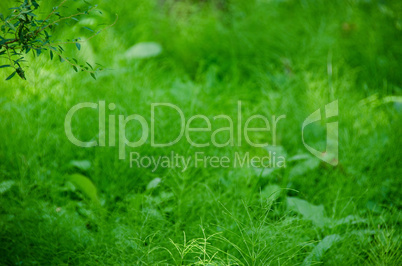 Natural green background composed of horse tail