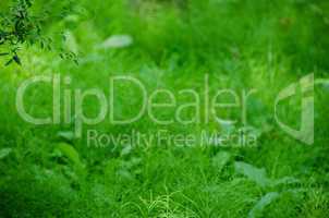 Natural green background composed of horse tail