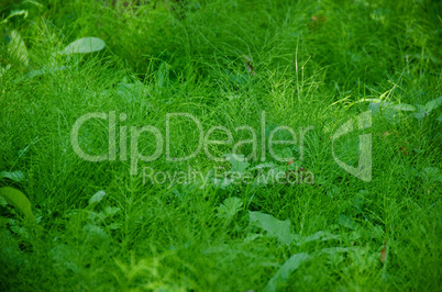 Natural green background composed of horse tail