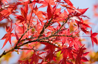 Japanese maple in autumn