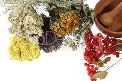 Medicinal herbs on the white background