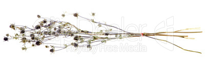 Medicinal herbs, thistle on the white background, (Carduus)