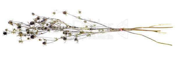Medicinal herbs, thistle on the white background, (Carduus)