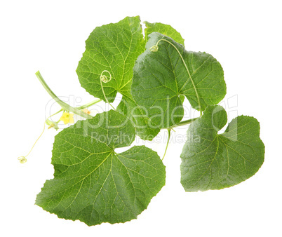 Green sprout melon on the white background (Cucumis melo)