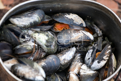 boiled mussels closeup