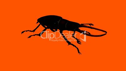 Black beetle.bug,insect,nature,closeup.