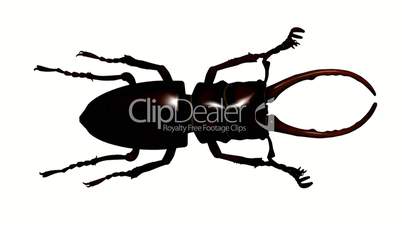 Black beetle.bug,insect,nature,closeup.