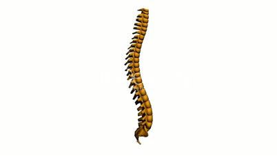 model of spine,medicine,health,human,skeleton.
