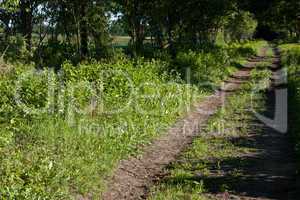 Weg im Wald