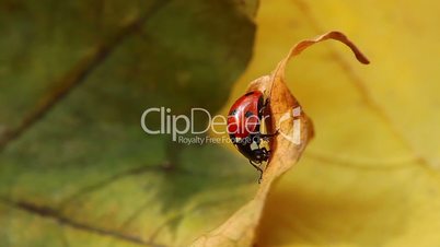ladybird on an autumn leaf