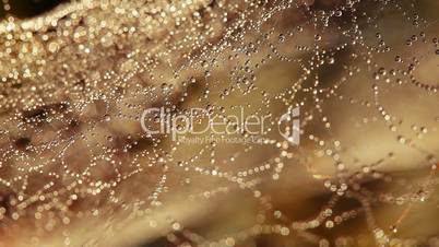 spider web and drops of morning dew