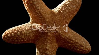 Petrified starfish
