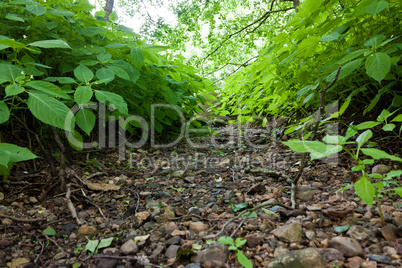 ausgetrocknetes Flussbett