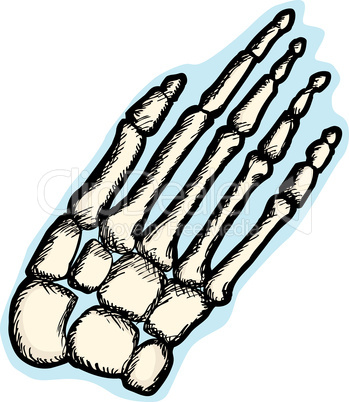 Human Hand Bones