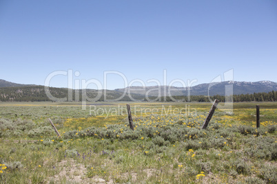 Idyllic summer meadow panorama with blue skies