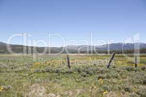 Idyllic summer meadow panorama with blue skies