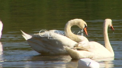 Swan cleaning; 2