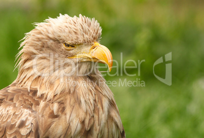 white tailed eagle portrait