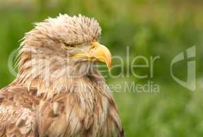 white tailed eagle portrait
