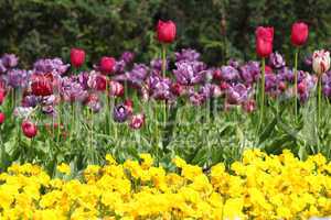 flower garden with tulip