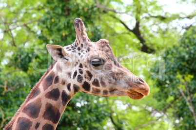 giraffe head